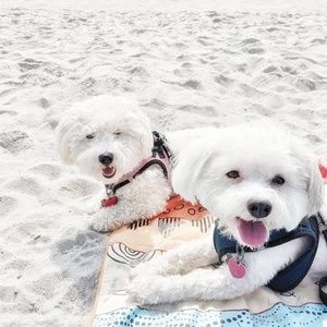 Meet your Posher, Avi